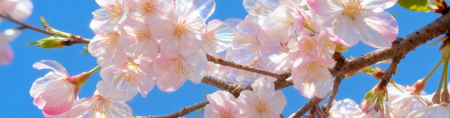 Petal Sakura