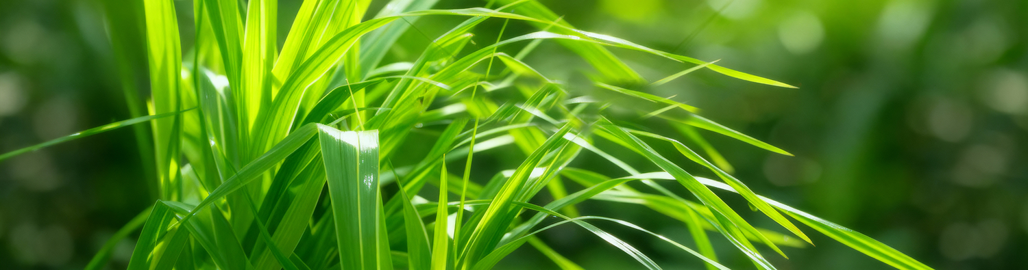 Fresh Lemongrass