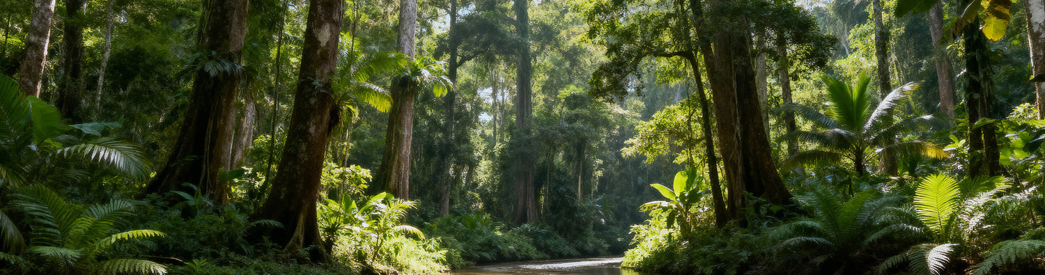 Amazon Rainforest
