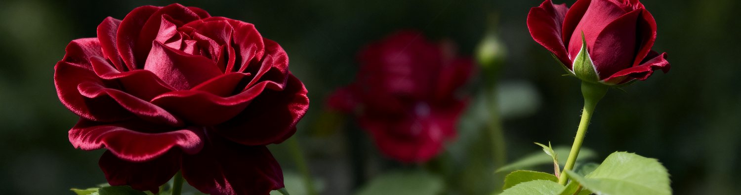 Velvet Rose