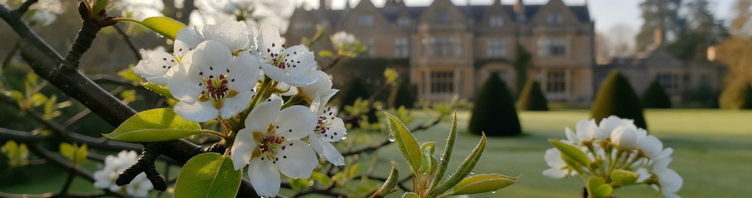 Royal Pear Bloom