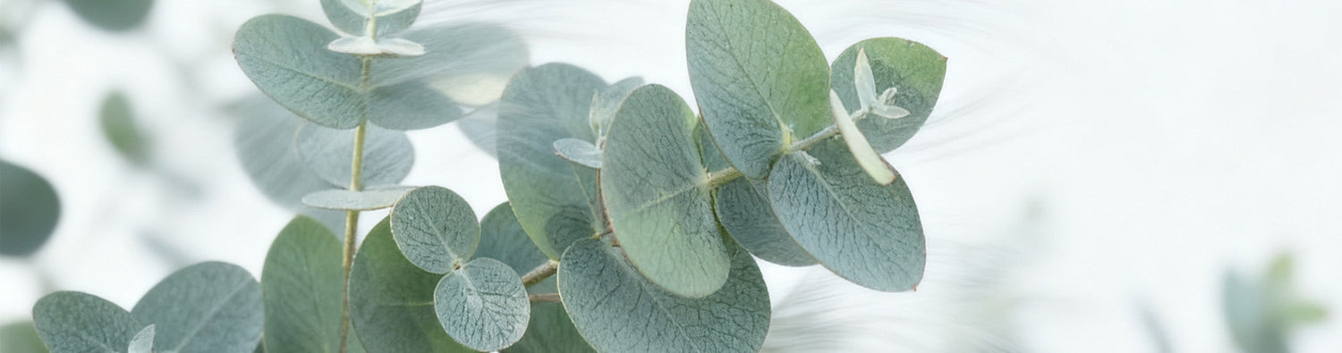 Breezy Eucalyptus